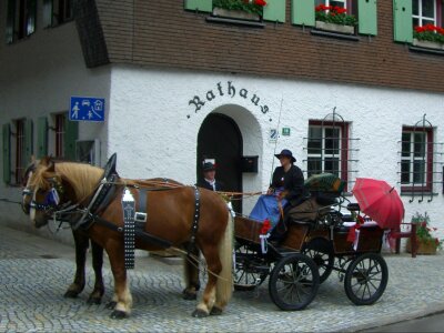 Coach coachman team