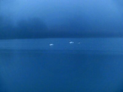 Wild life winter fog