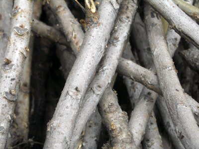 Wood the tree rod
