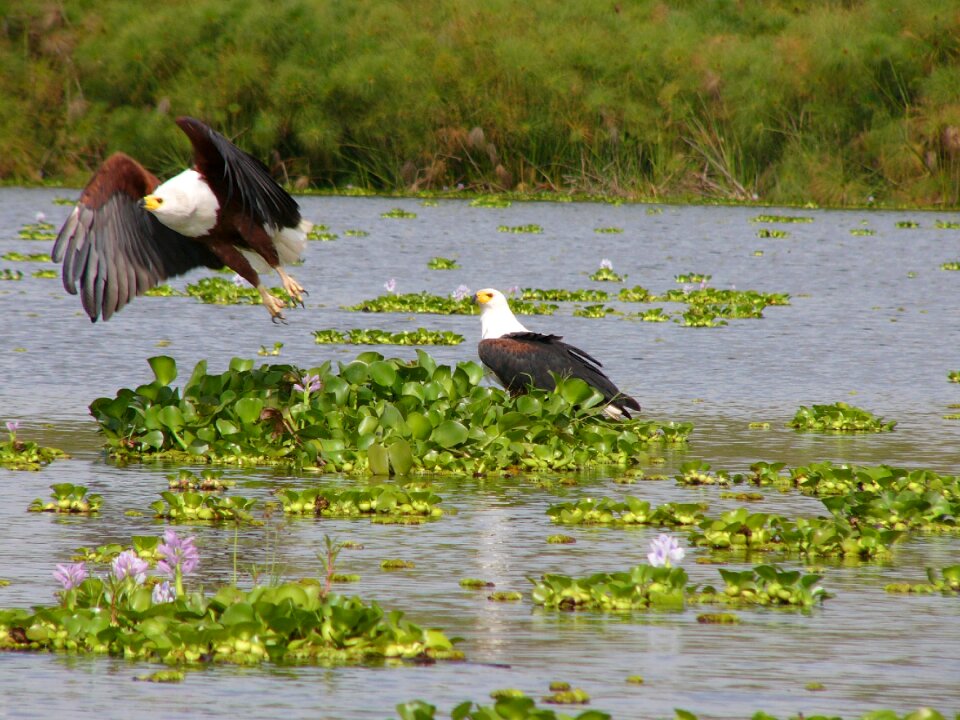 Bird nature beauty