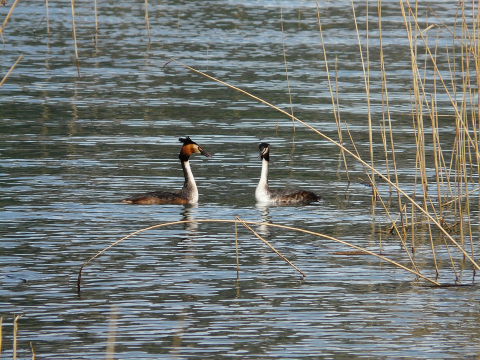 Species grebe member