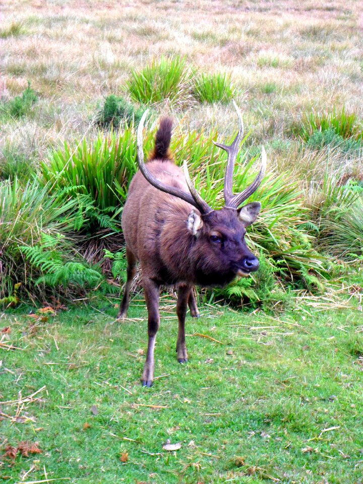 Antlers deer head grass