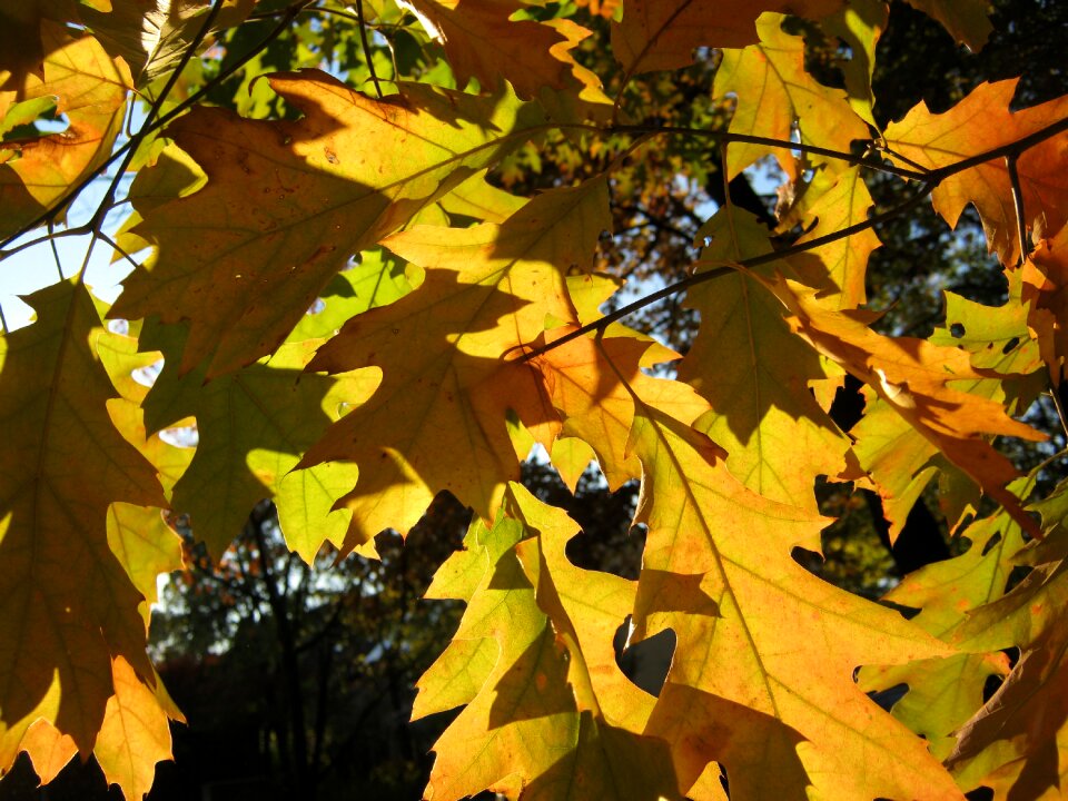 Orange golden bright