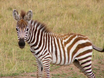 Zebras africa striped photo