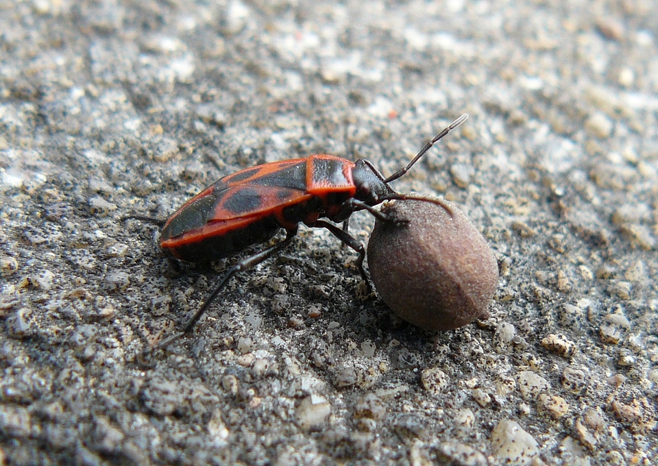 Insect entomology fauna
