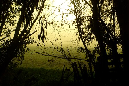 Trees field countryside