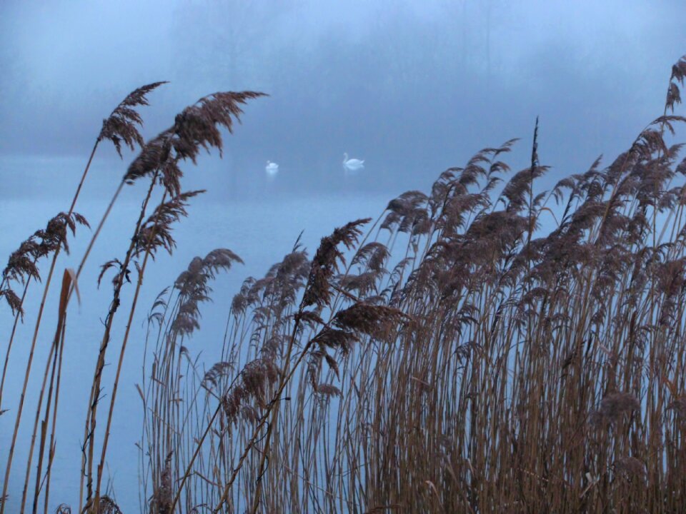 Wild life reed sea grass