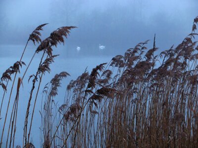 Wild life reed sea grass photo