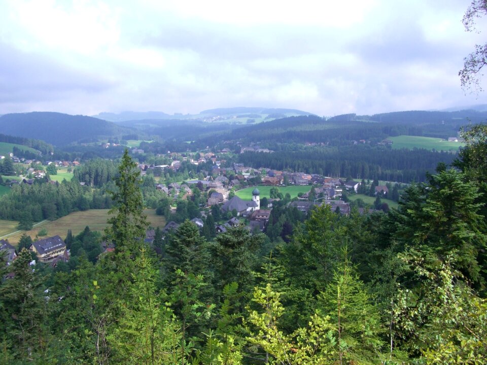 Firs forests mountains