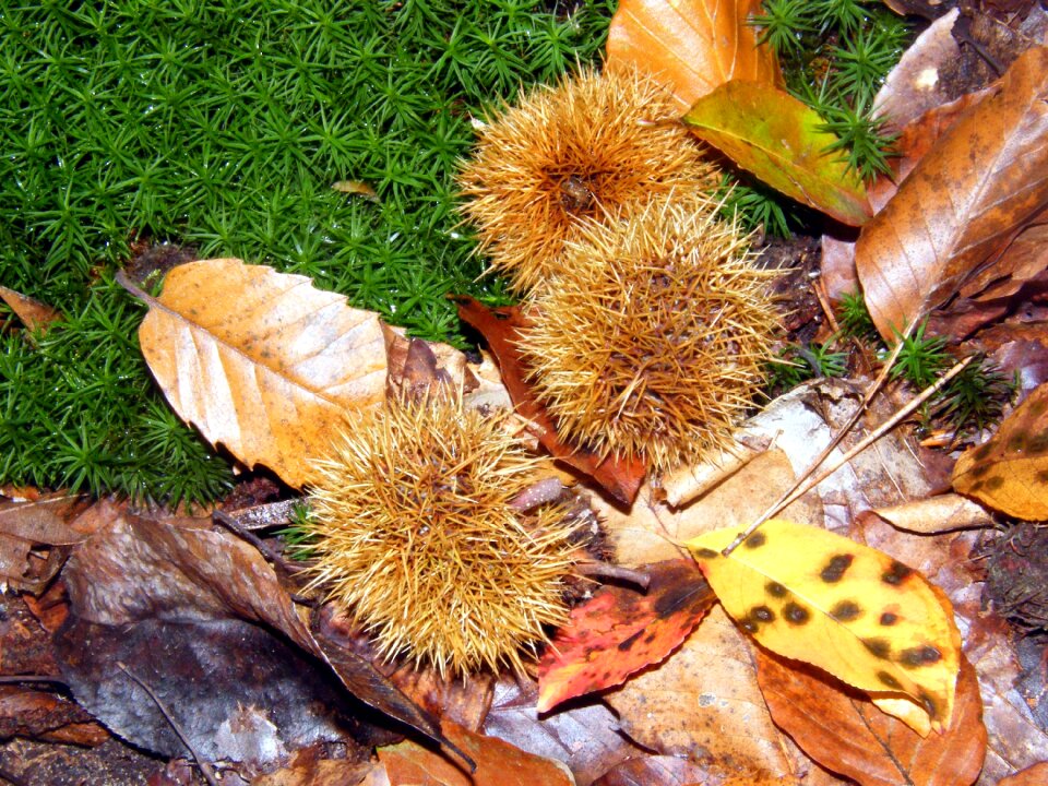 Autumn colorful leaves