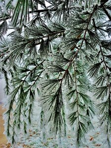 Cold winter green