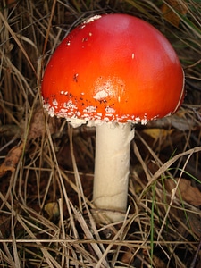 Mushroom nature autumn