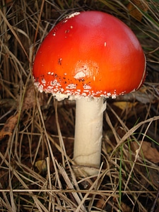 Mushroom nature autumn photo