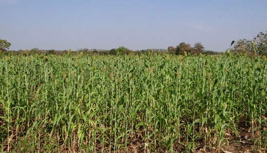 Crop karnataka india