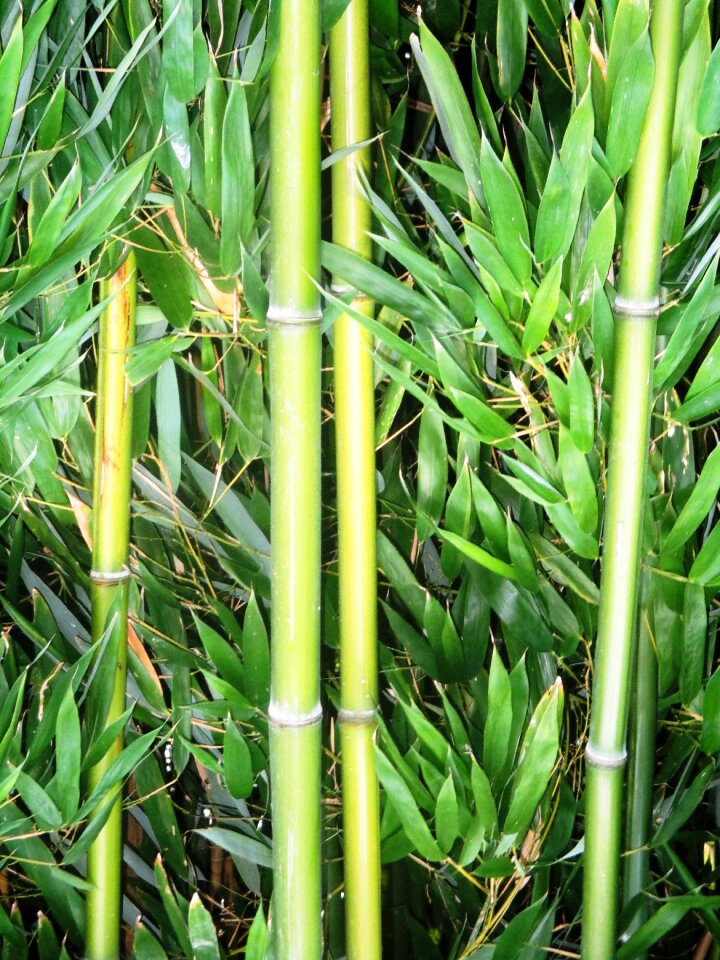Geblichgruen bamboo leaves close up