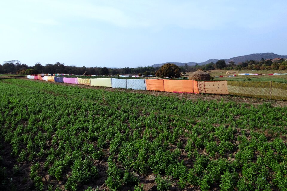 Crop saree fencing india