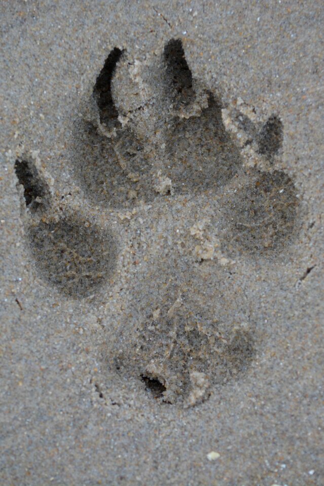 Dog print sand