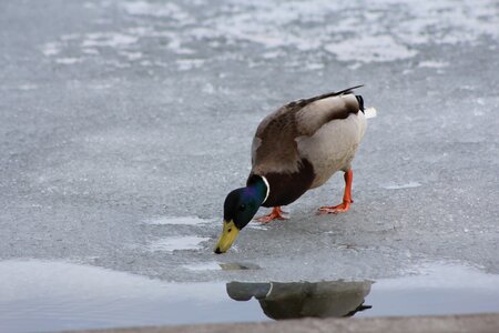 Meal bird duck crossword photo