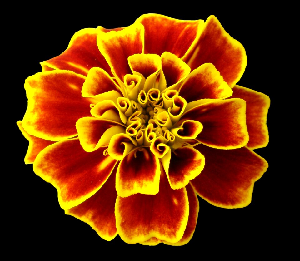 Yellow red colors