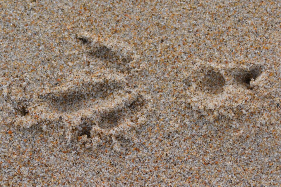 Print sand bird seed