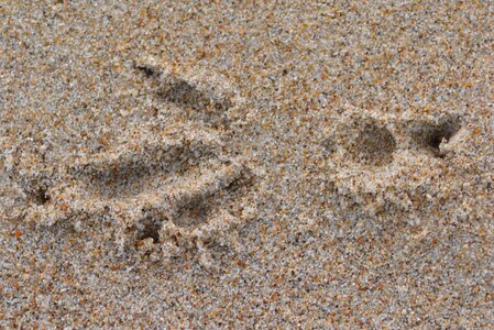 Print sand bird seed