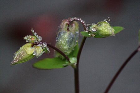 Garden flowers plant