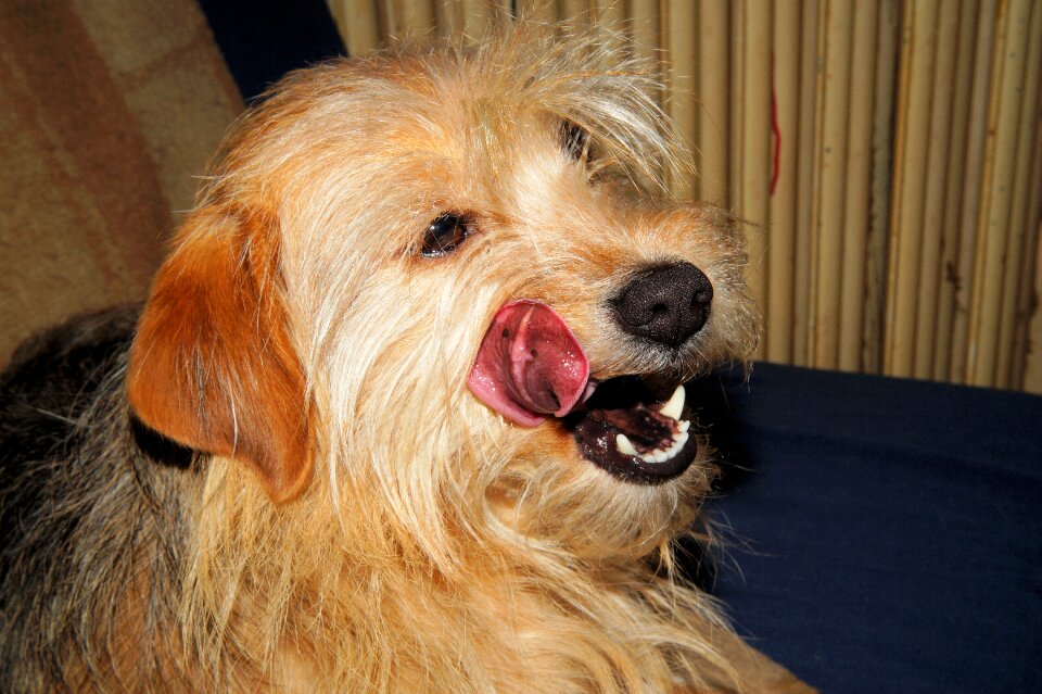 Female pet delicious
