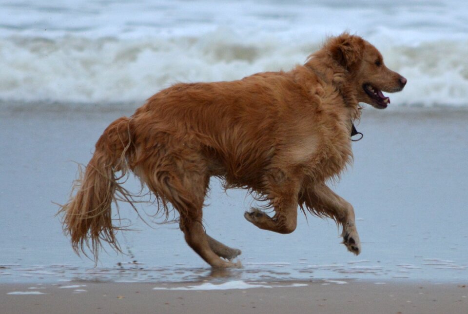 Animal beach golden retriever