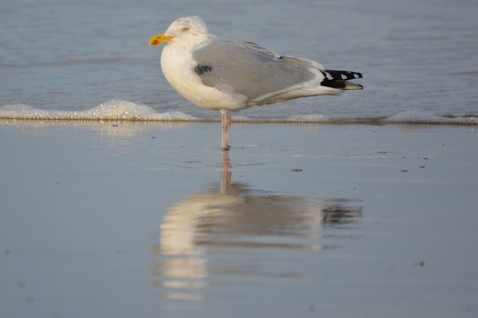 Sea bird nature