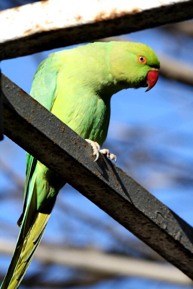 Bird seed-eating wings