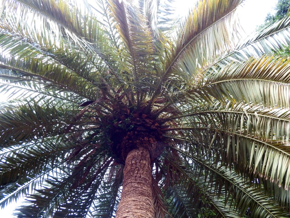 Subtropical wedel low angle shot
