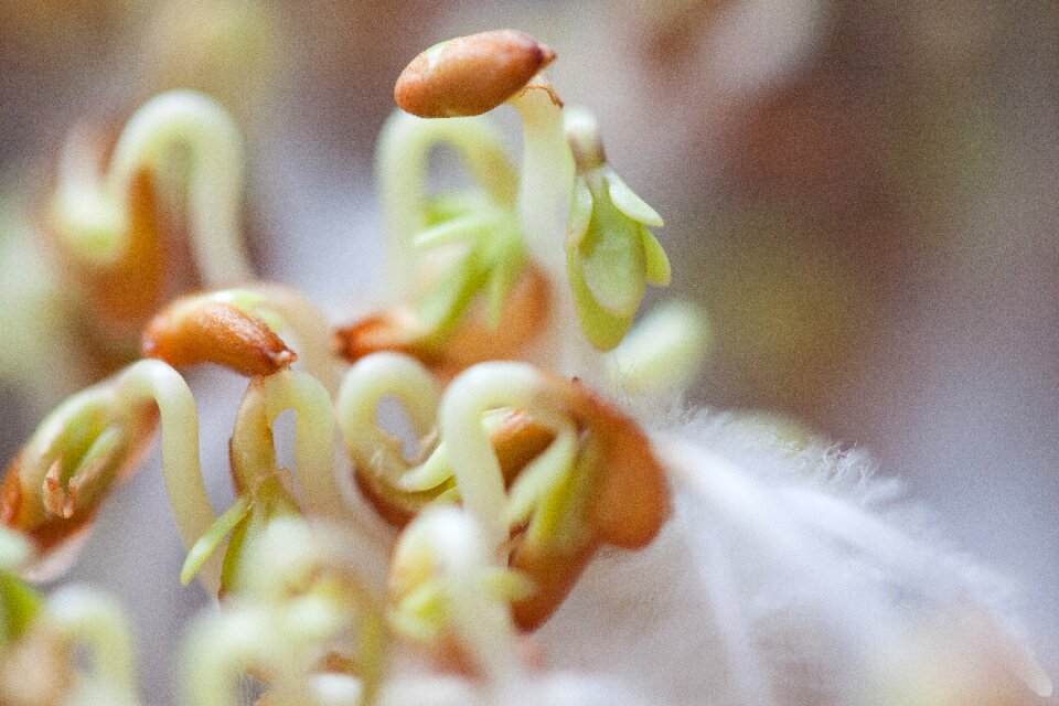 Plant developing germ embryophyta