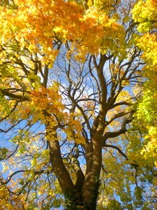 Maple tree tanto photo