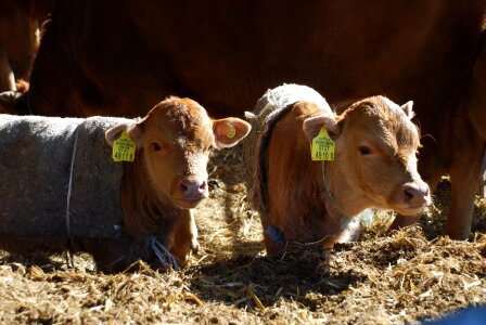 Calf brothers feeling winter