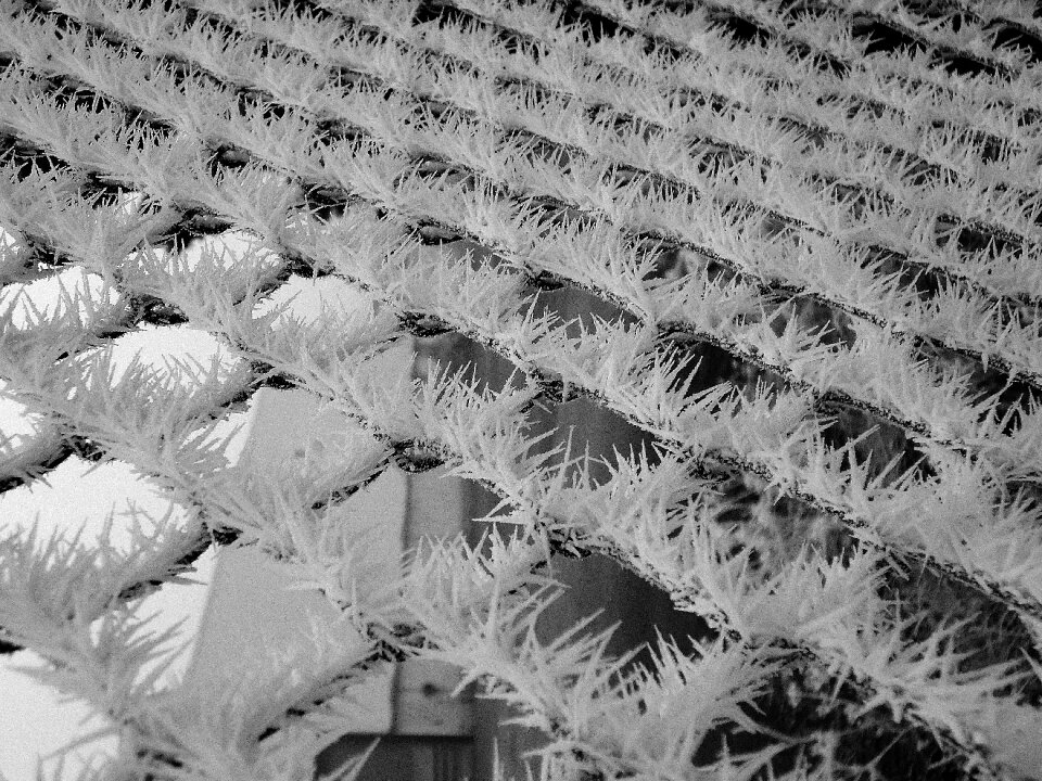 Fierce cold black and white