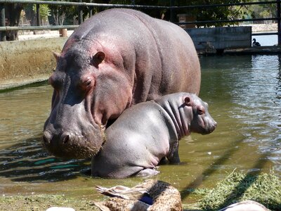 Fauna family mother and son