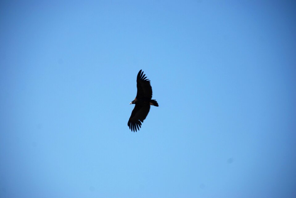 Eagle sky the expanse
