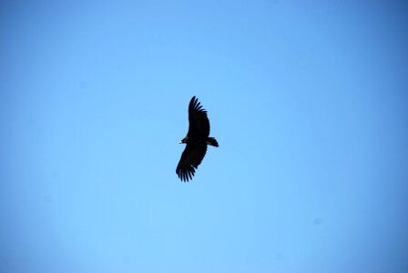 Eagle sky the expanse