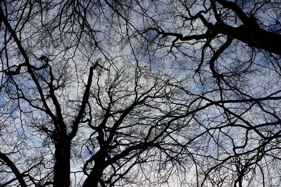 Kahl aesthetic nature