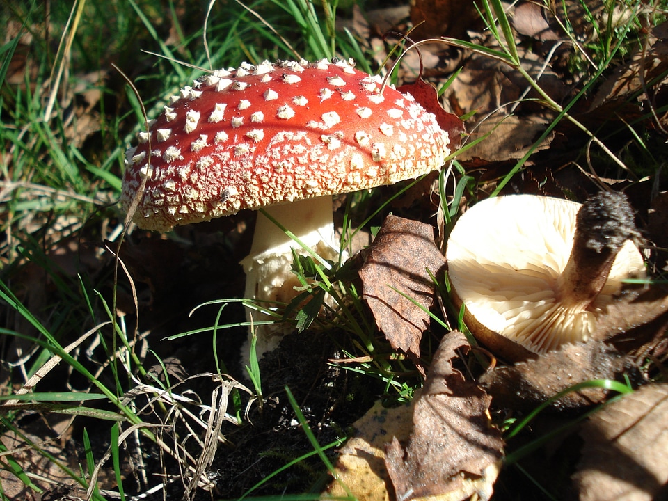 Mushroom nature autumn