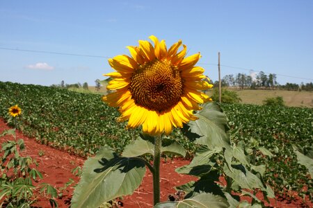 Sunflower blue sky flower