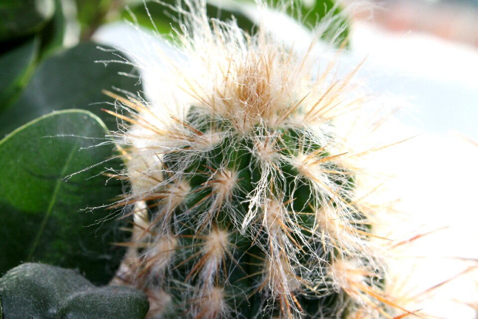 Cactus prickly Free photos