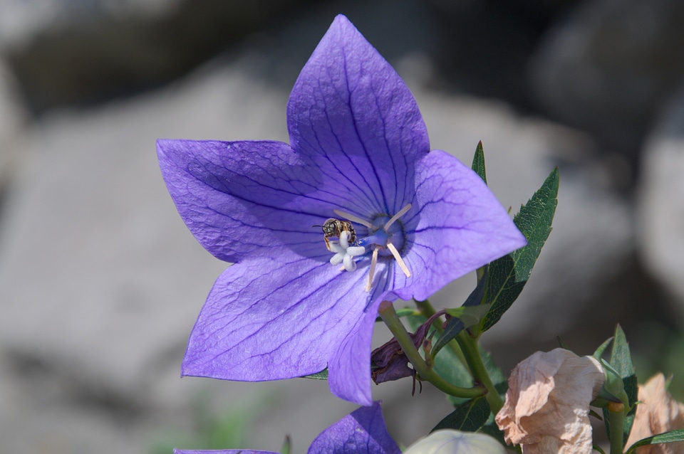 Purple bee flower photo