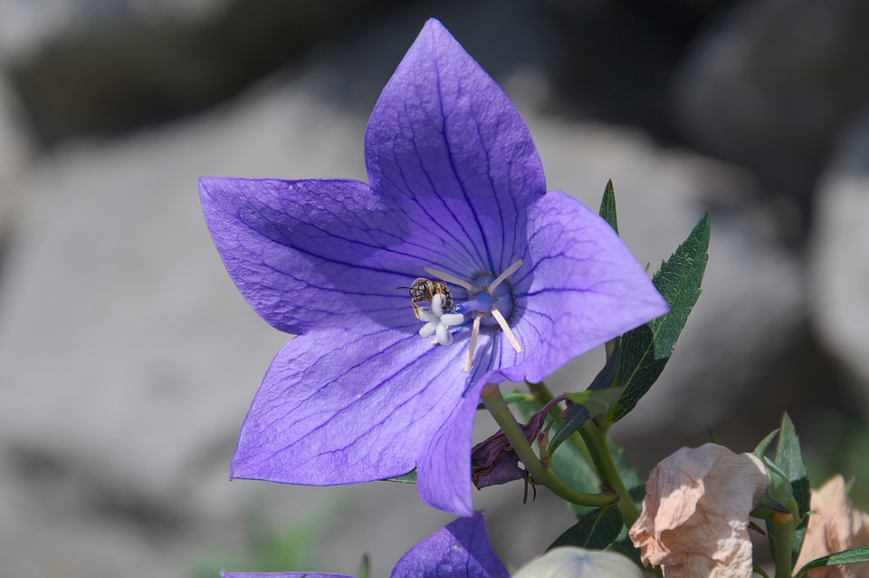Purple bee flower