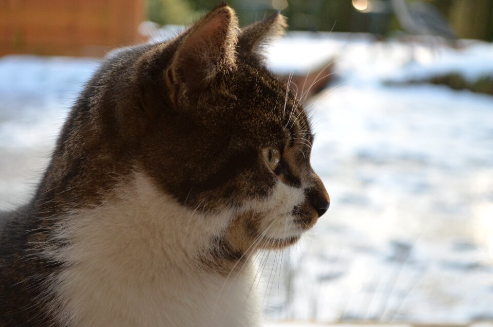 Cat Free photos