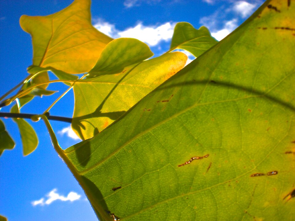 Blue sky yellow cloud b