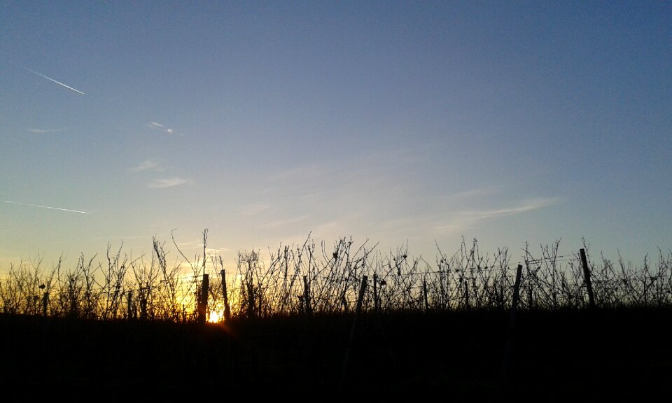 Osthofen vineyard sun