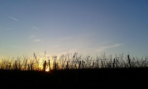 Osthofen vineyard sun