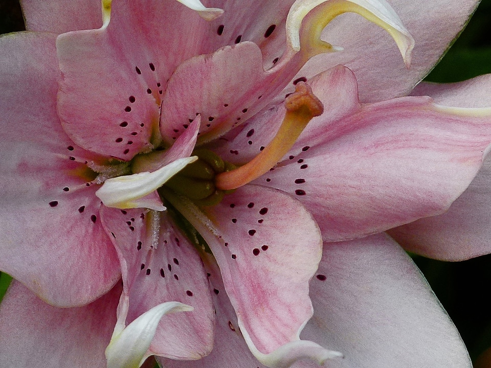 Flower nature garden