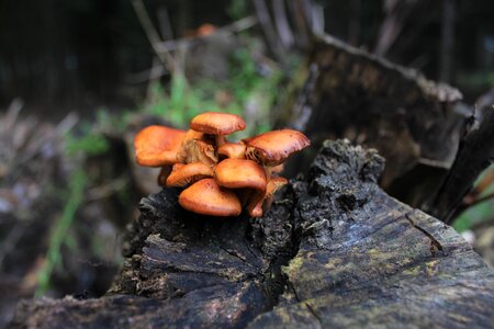 Forest autumn mood